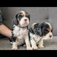 Cavalier King Charles Spaniel