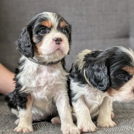 Cavalier King Charles Spaniel