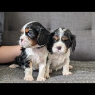 Cavalier King Charles Spaniel