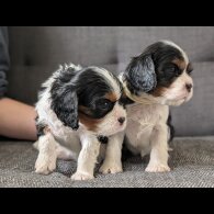 Cavalier King Charles Spaniel