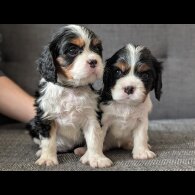 Cavalier King Charles Spaniel