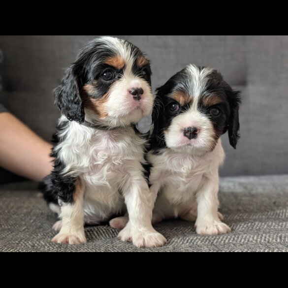 Cavalier King Charles Spaniel