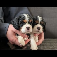 Cavalier King Charles Spaniel