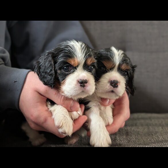 Cavalier King Charles Spaniel