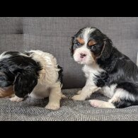 Cavalier King Charles Spaniel