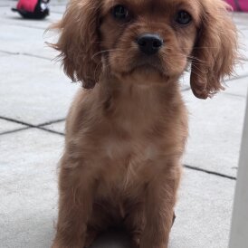 Cavalier King Charles Spaniel
