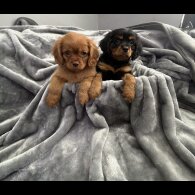 Cavalier King Charles Spaniel