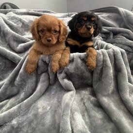 Cavalier King Charles Spaniel