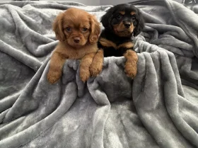 Cavalier King Charles Spaniel