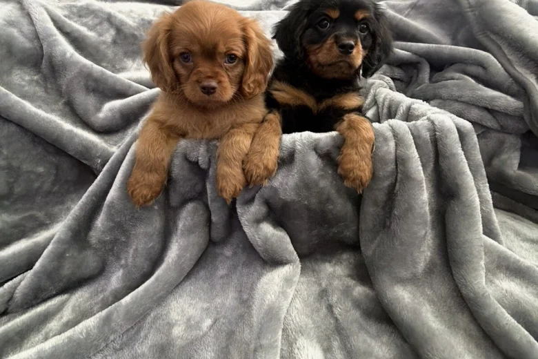 Cavalier King Charles Spaniel