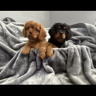 Cavalier King Charles Spaniel