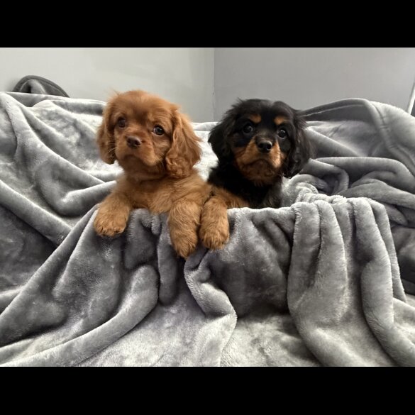 Cavalier King Charles Spaniel