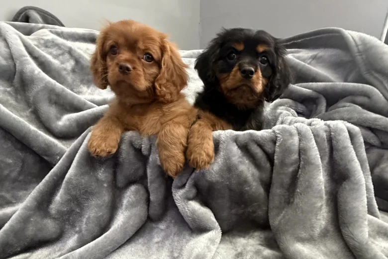 Cavalier King Charles Spaniel