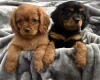 Cavalier King Charles Spaniel