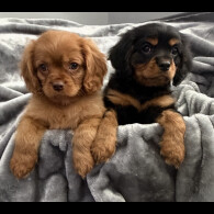 Cavalier King Charles Spaniel