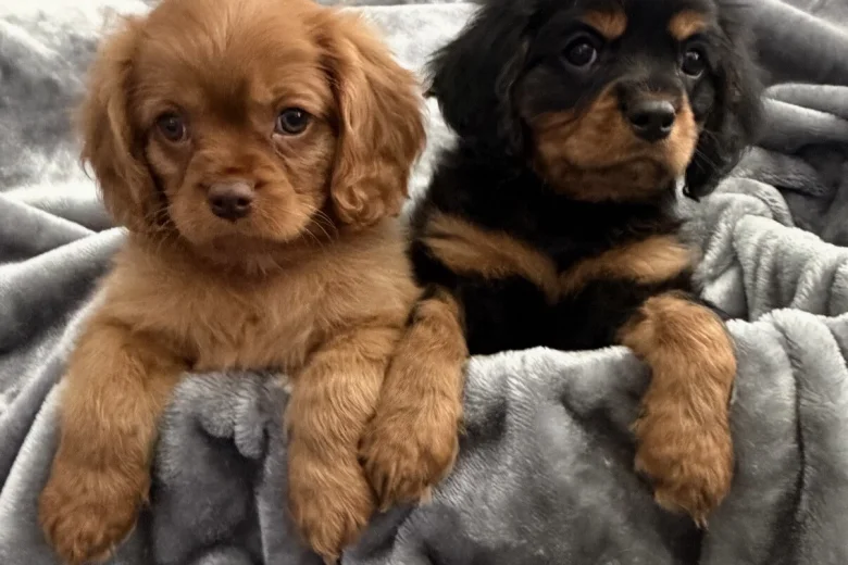 Cavalier King Charles Spaniel