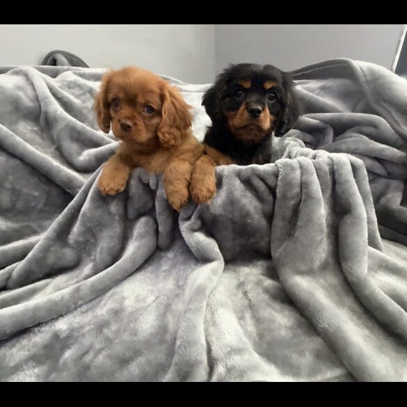 Cavalier King Charles Spaniel