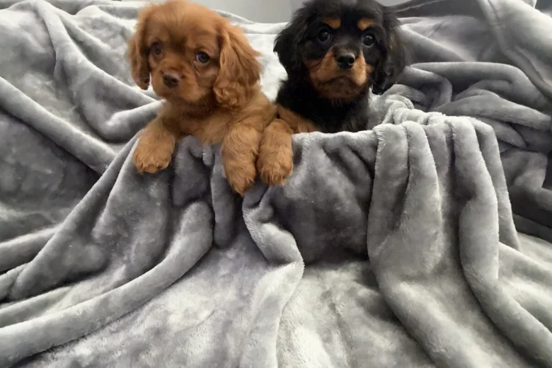 Cavalier King Charles Spaniel