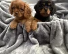 Cavalier King Charles Spaniel