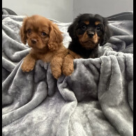 Cavalier King Charles Spaniel