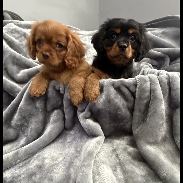 Cavalier King Charles Spaniel