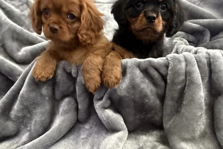 Cavalier King Charles Spaniel