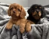 Cavalier King Charles Spaniel