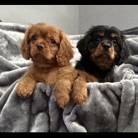 Cavalier King Charles Spaniel