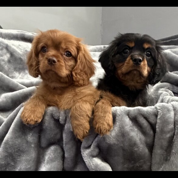 Cavalier King Charles Spaniel