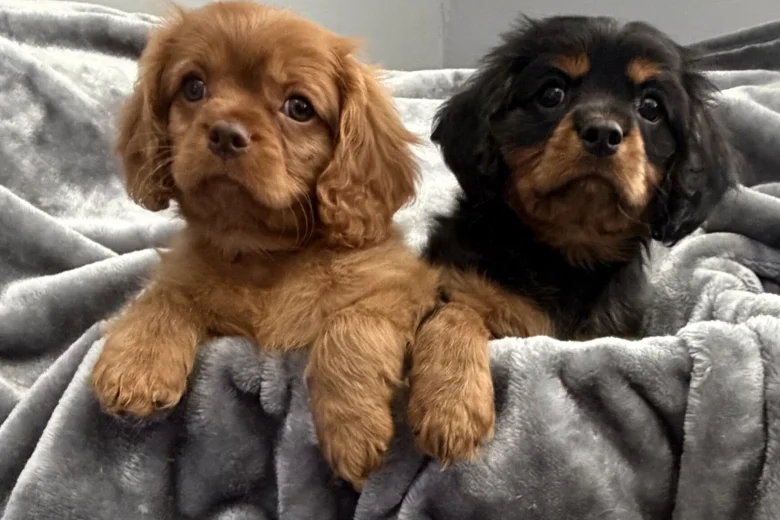 Cavalier King Charles Spaniel