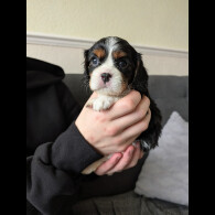 Cavalier King Charles Spaniel