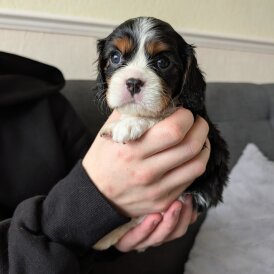 Cavalier King Charles Spaniel