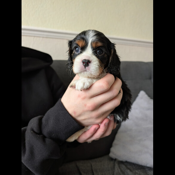 Cavalier King Charles Spaniel