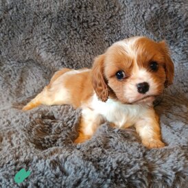 Cavalier King Charles Spaniel