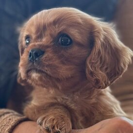 Cavalier King Charles Spaniel