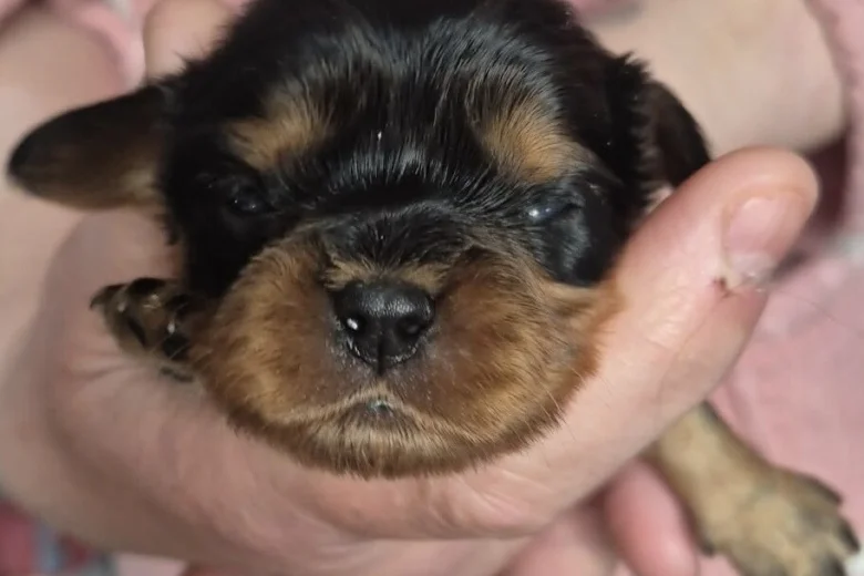 Cavalier King Charles Spaniel