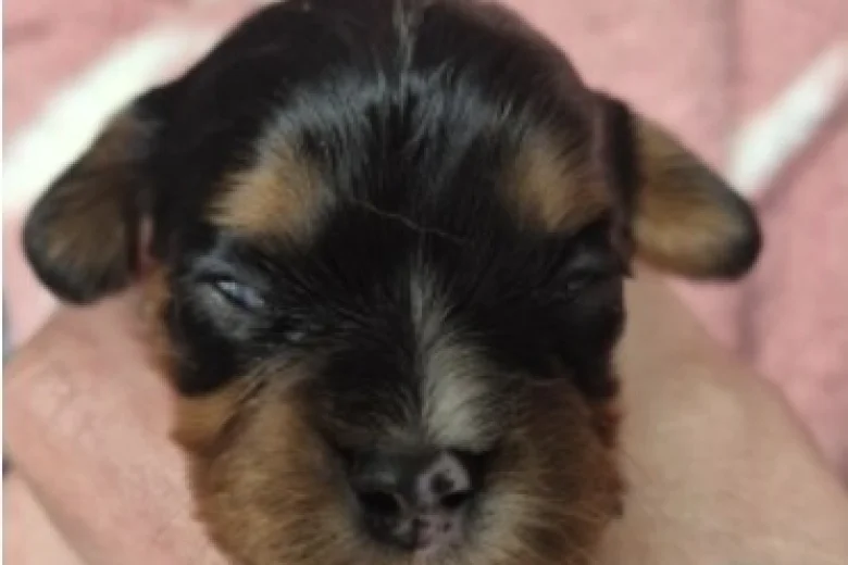 Cavalier King Charles Spaniel