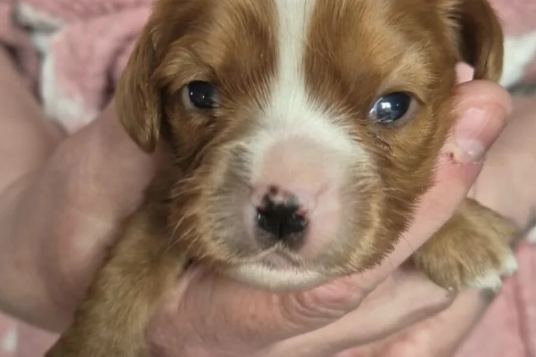 Cavalier King Charles Spaniel