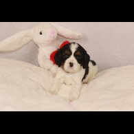 Cavalier King Charles Spaniel