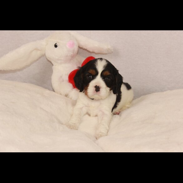 Cavalier King Charles Spaniel
