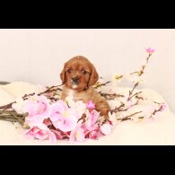 Cavalier King Charles Spaniel