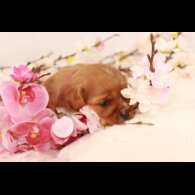 Cavalier King Charles Spaniel