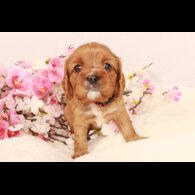 Cavalier King Charles Spaniel