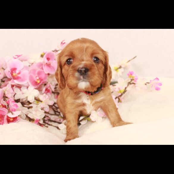 Cavalier King Charles Spaniel
