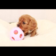 Cavalier King Charles Spaniel