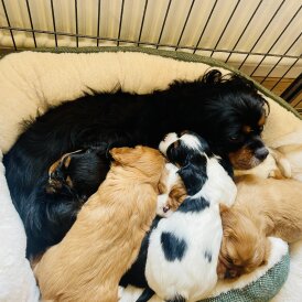 Cavalier King Charles Spaniel