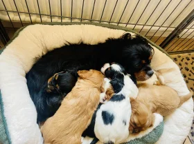 Cavalier King Charles Spaniel