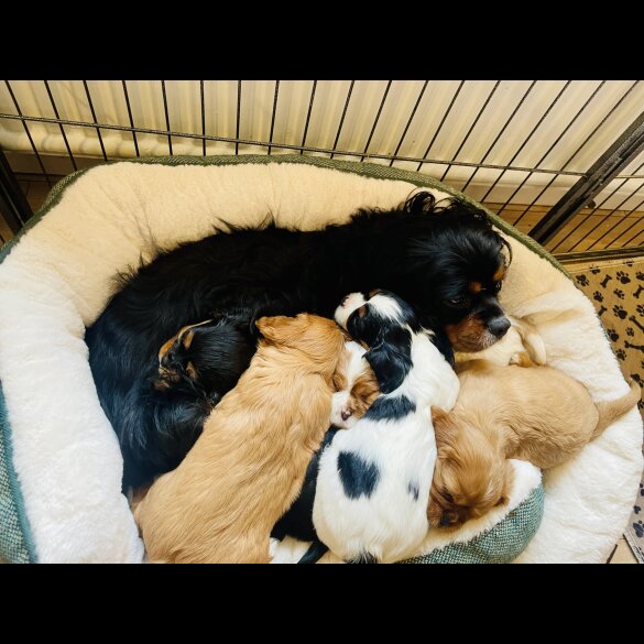 Cavalier King Charles Spaniel