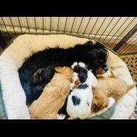 Cavalier King Charles Spaniel