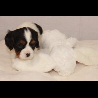 Cavalier King Charles Spaniel